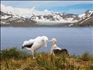 Pair of Wandering albatrosses in mating ritual at Albatross Island, South Georgia Islands. The Wandering Albatross has the largest wingspan of any living bird, with the average wingspan being 3.1 meters (10.2 ft).  